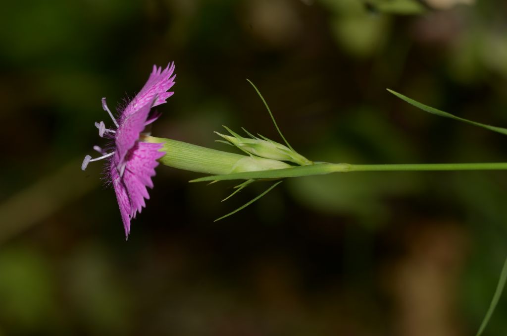 Dianthus seguieri